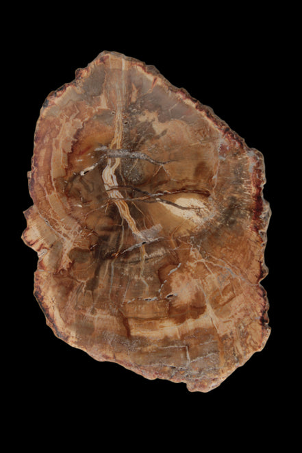 Petrified Wood Agate slice from Madagascar 41g - Rocks and Things Store