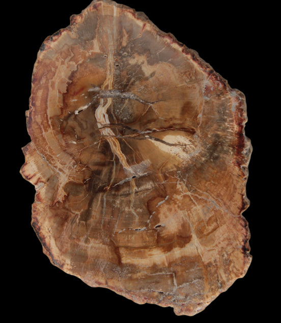 Petrified Wood Agate slice from Madagascar 41g - Rocks and Things Store
