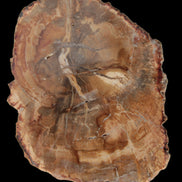 Petrified Wood Agate slice from Madagascar 41g - Rocks and Things Store