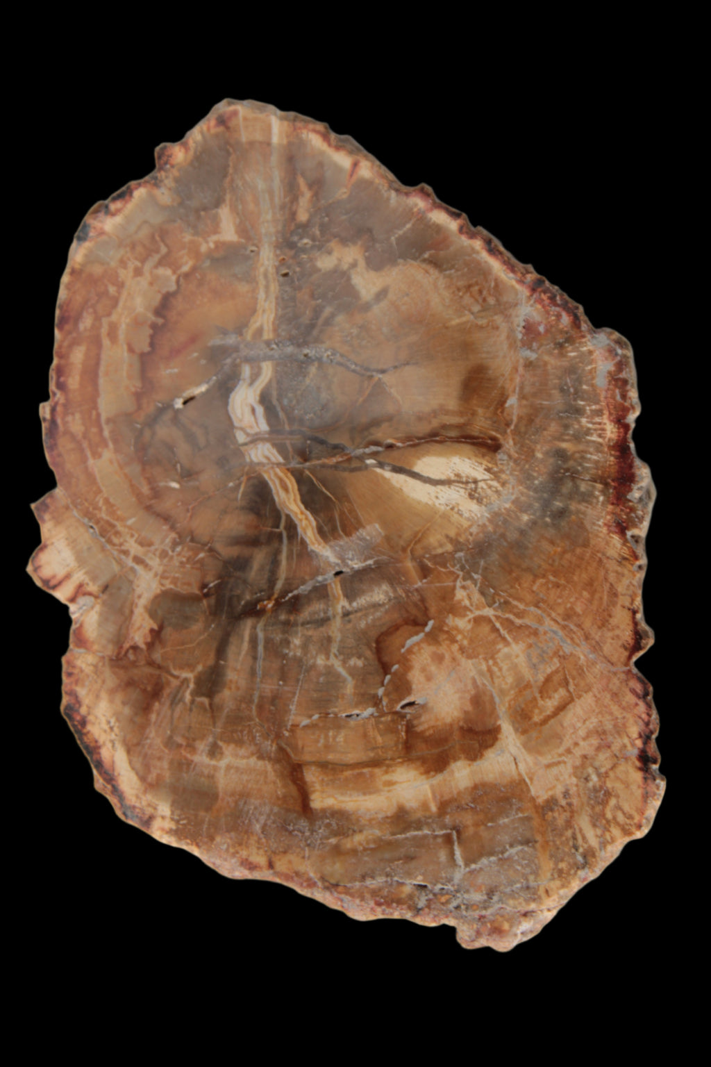 Petrified Wood Agate slice from Madagascar 41g - Rocks and Things Store