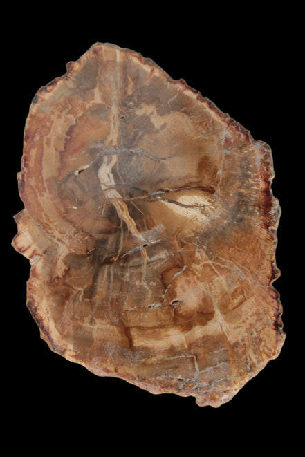 Petrified Wood Agate slice from Madagascar 41g - Rocks and Things Store