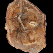 Petrified Wood Agate slice from Madagascar 41g - Rocks and Things Store