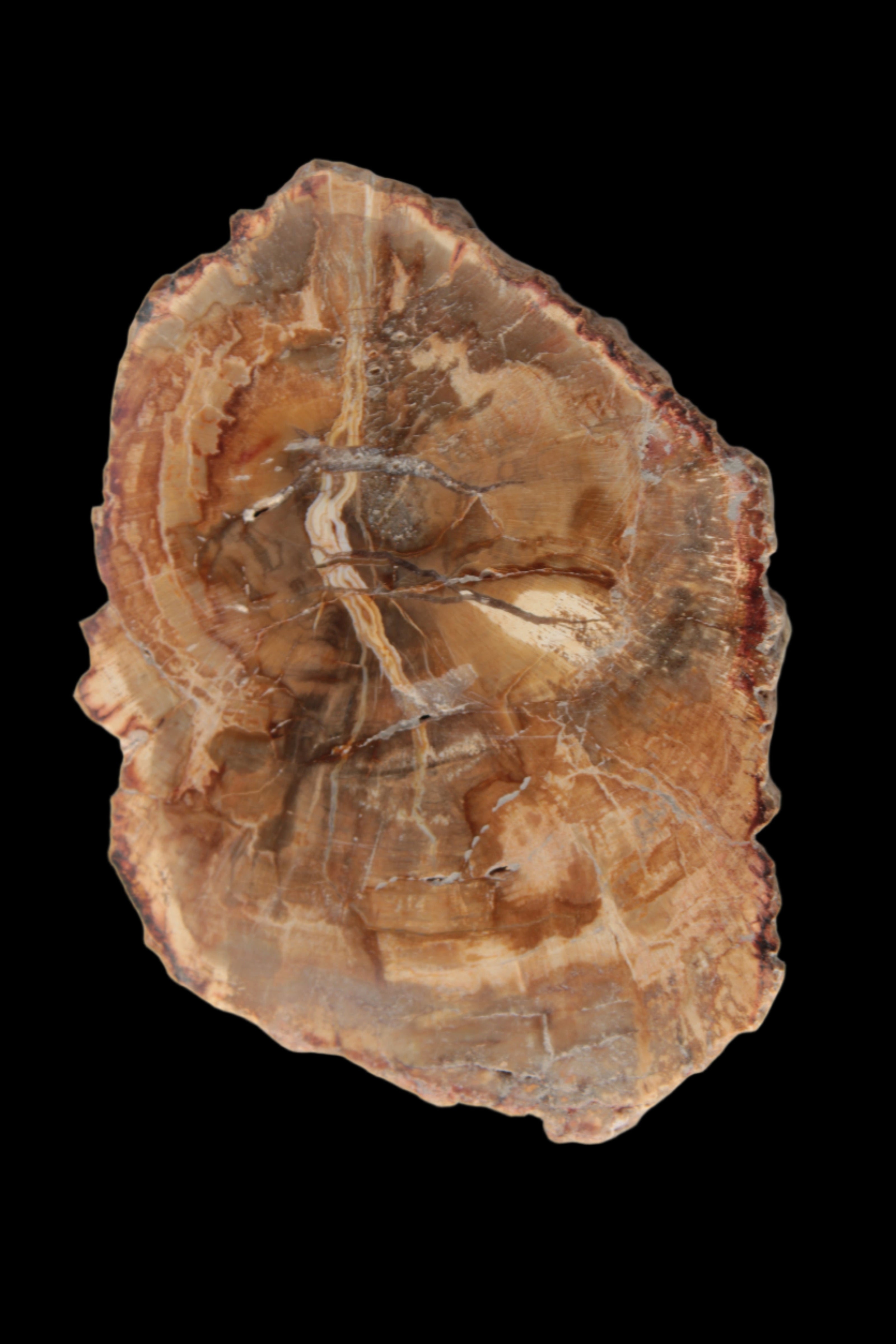 Petrified Wood Agate slice from Madagascar 41g - Rocks and Things Store
