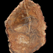 Petrified Wood Agate slice from Madagascar 41g - Rocks and Things Store