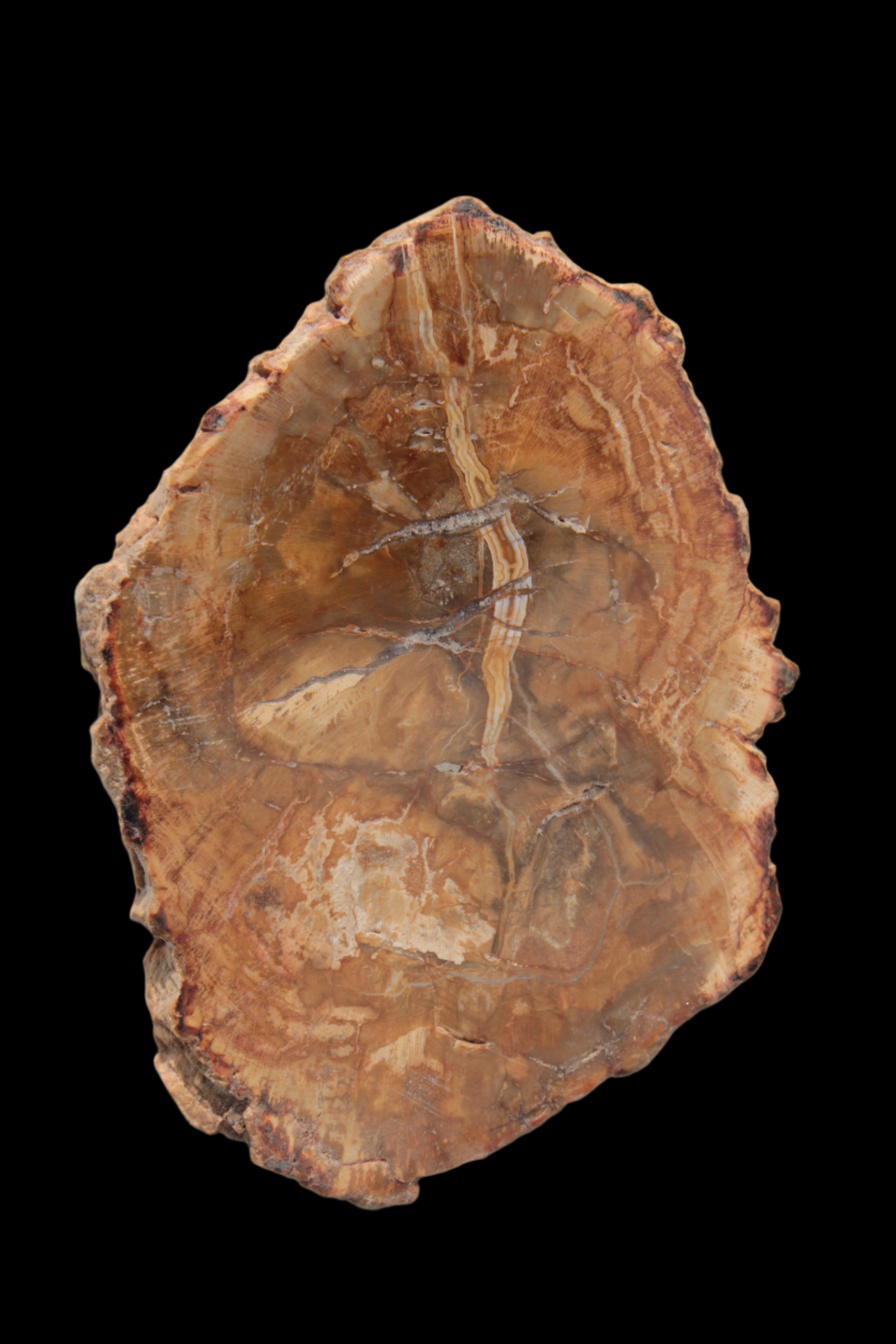 Petrified Wood Agate slice from Madagascar 41g - Rocks and Things Store