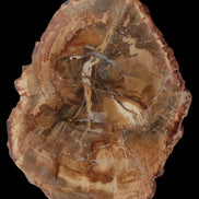 Petrified Wood Agate slice from Madagascar 41g - Rocks and Things Store