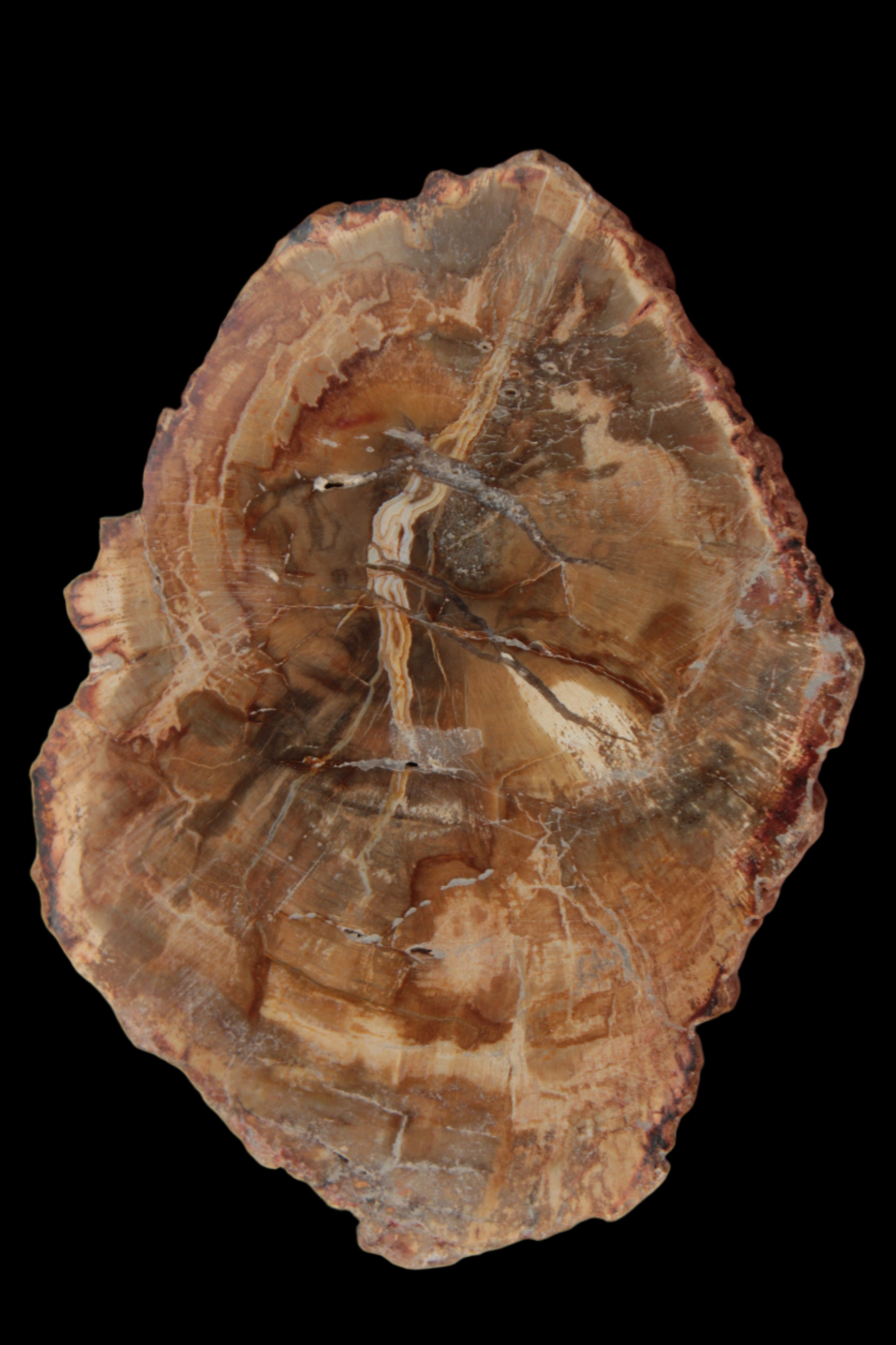 Petrified Wood Agate slice from Madagascar 41g - Rocks and Things Store