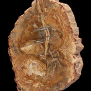 Petrified Wood Agate slice from Madagascar 41g - Rocks and Things Store