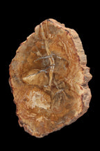 Petrified Wood Agate slice from Madagascar 41g - Rocks and Things Store
