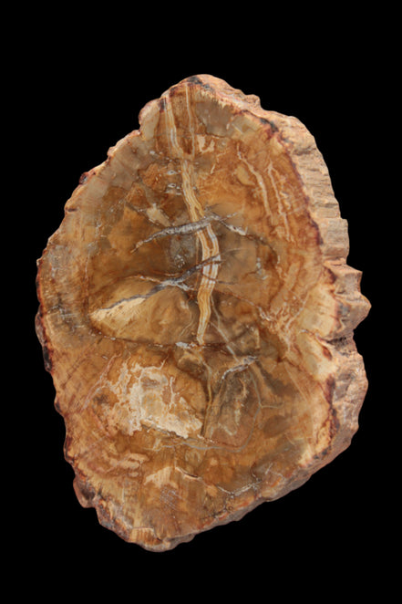 Petrified Wood Agate slice from Madagascar 41g - Rocks and Things Store