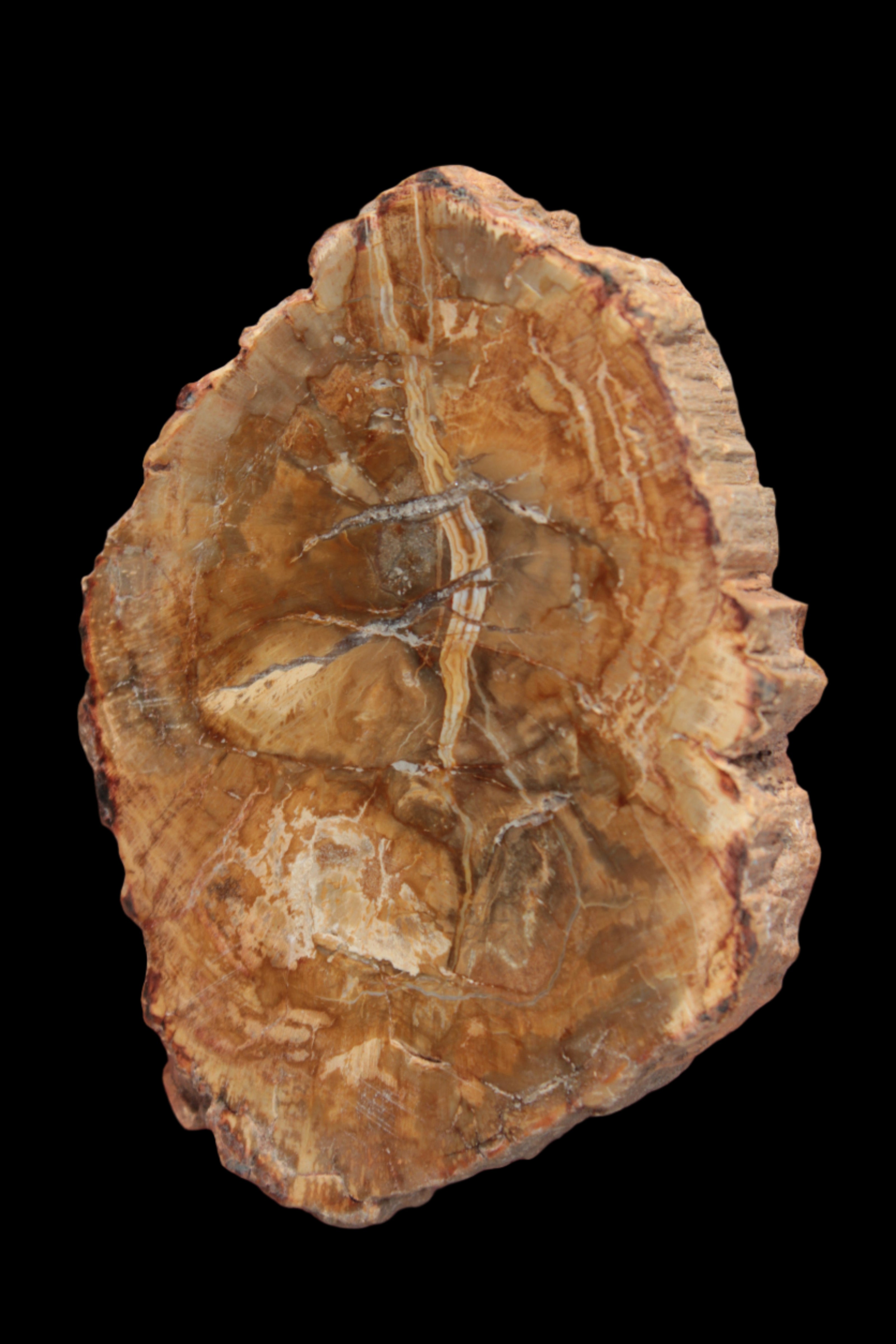 Petrified Wood Agate slice from Madagascar 41g - Rocks and Things Store
