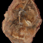 Petrified Wood Agate slice from Madagascar 41g - Rocks and Things Store