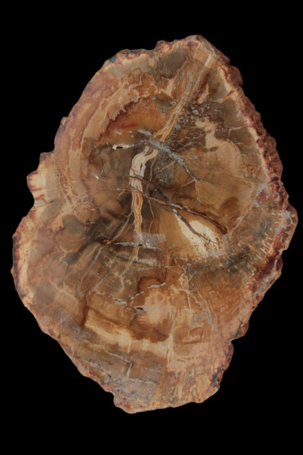 Petrified Wood Agate slice from Madagascar 41g - Rocks and Things Store