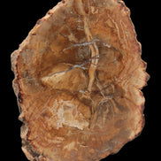 Petrified Wood Agate slice from Madagascar 41g - Rocks and Things Store