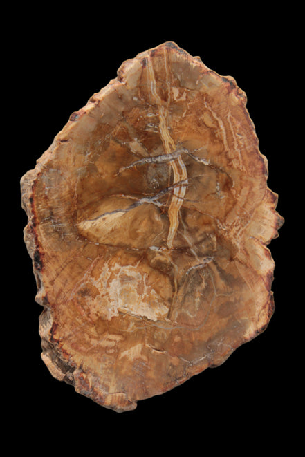 Petrified Wood Agate slice from Madagascar 41g - Rocks and Things Store