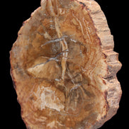 Petrified Wood Agate slice from Madagascar 41g - Rocks and Things Store