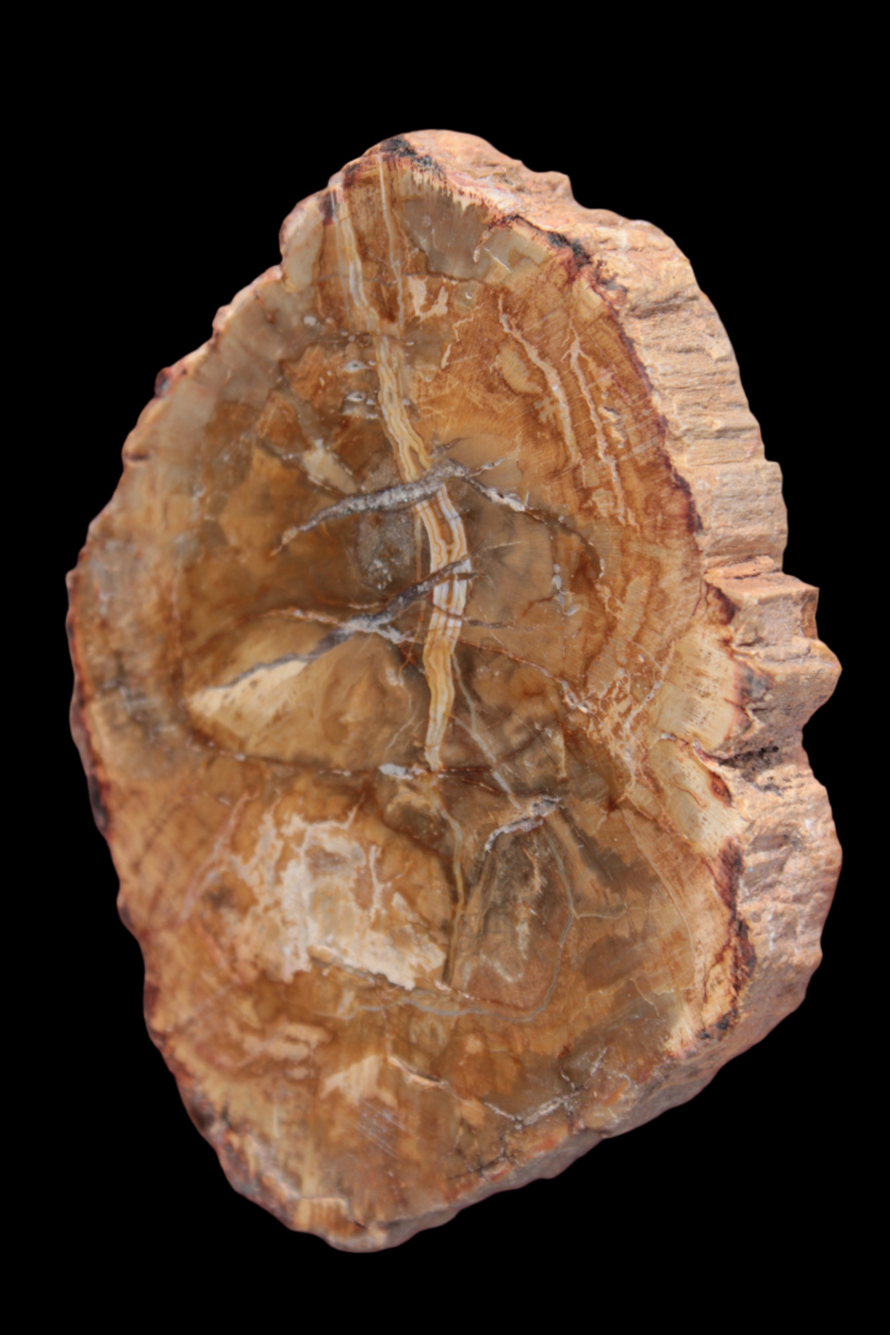 Petrified Wood Agate slice from Madagascar 41g - Rocks and Things Store