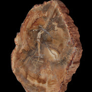 Petrified Wood Agate slice from Madagascar 41g - Rocks and Things Store