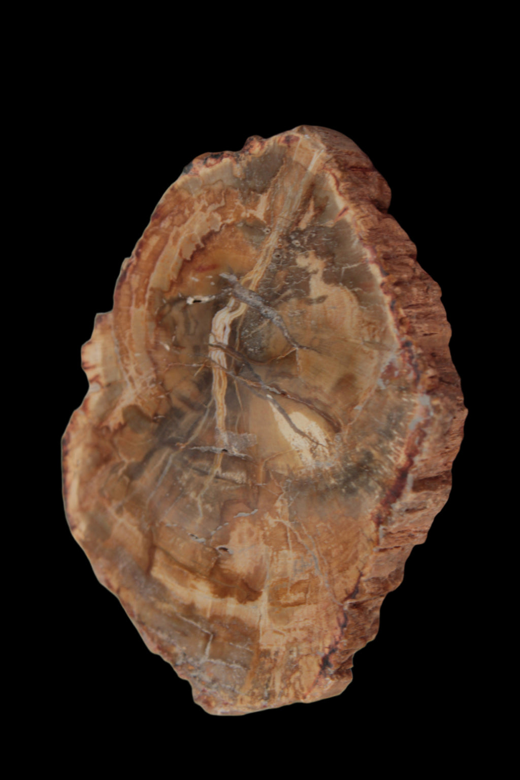 Petrified Wood Agate slice from Madagascar 41g - Rocks and Things Store