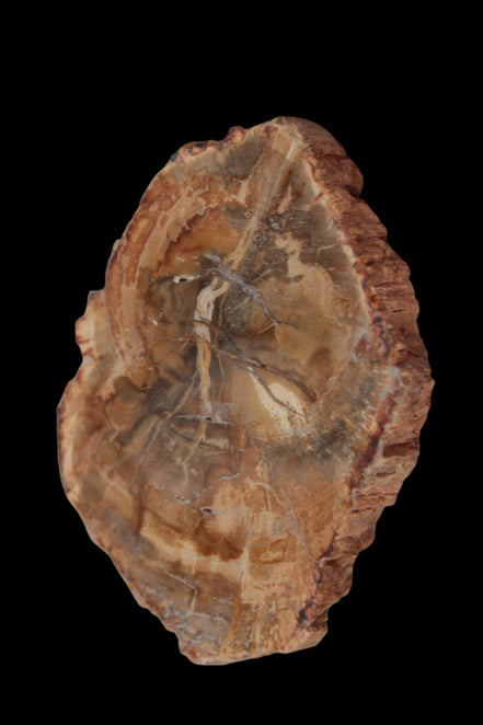 Petrified Wood Agate slice from Madagascar 41g - Rocks and Things Store