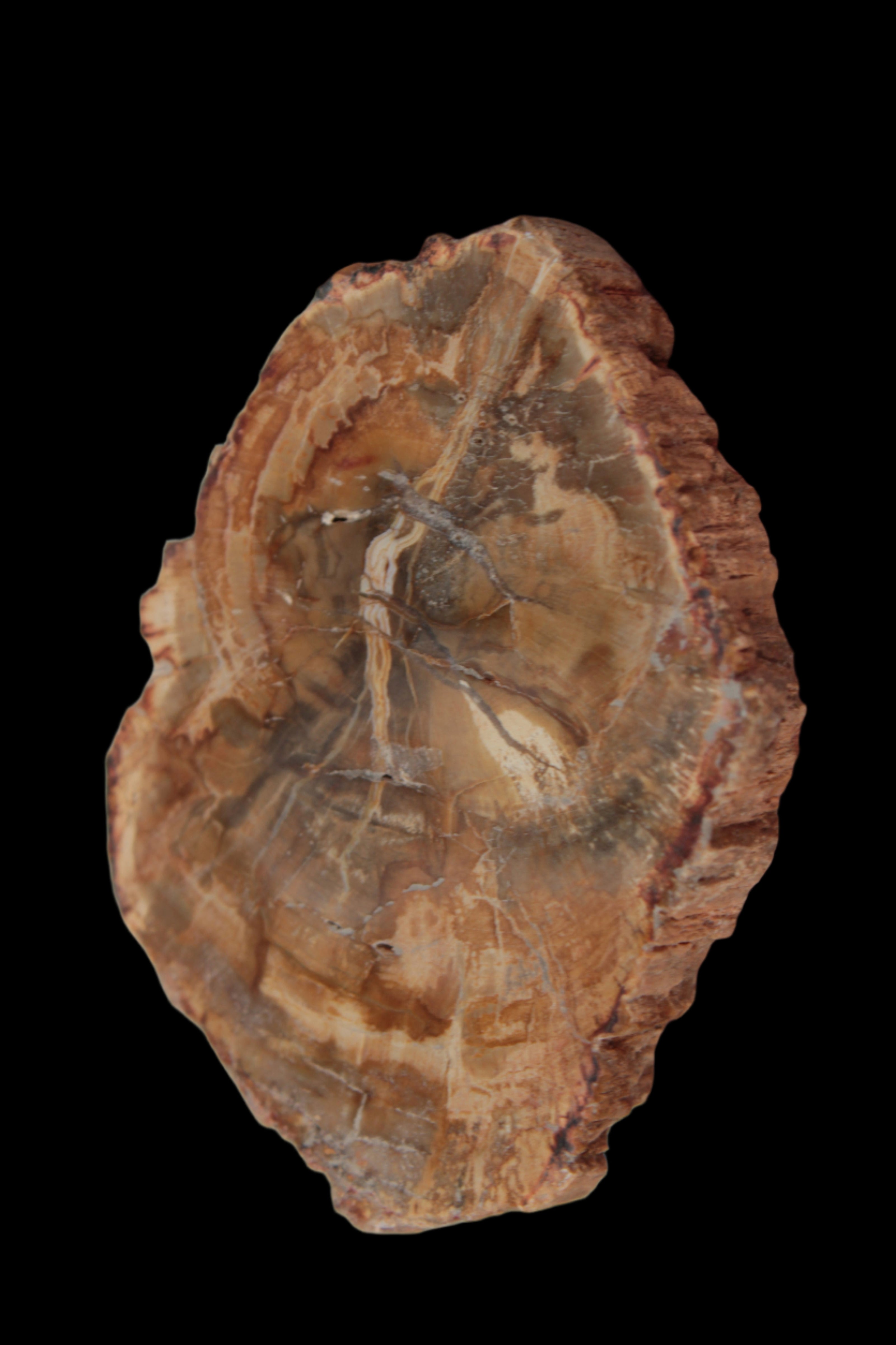 Petrified Wood Agate slice from Madagascar 41g - Rocks and Things Store