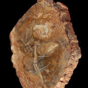 Petrified Wood Agate slice from Madagascar 41g - Rocks and Things Store