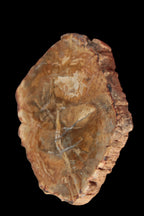 Petrified Wood Agate slice from Madagascar 41g - Rocks and Things Store