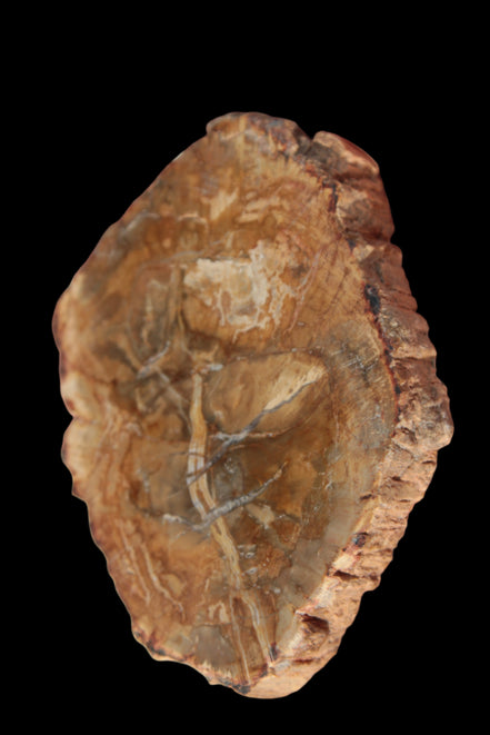 Petrified Wood Agate slice from Madagascar 41g - Rocks and Things Store