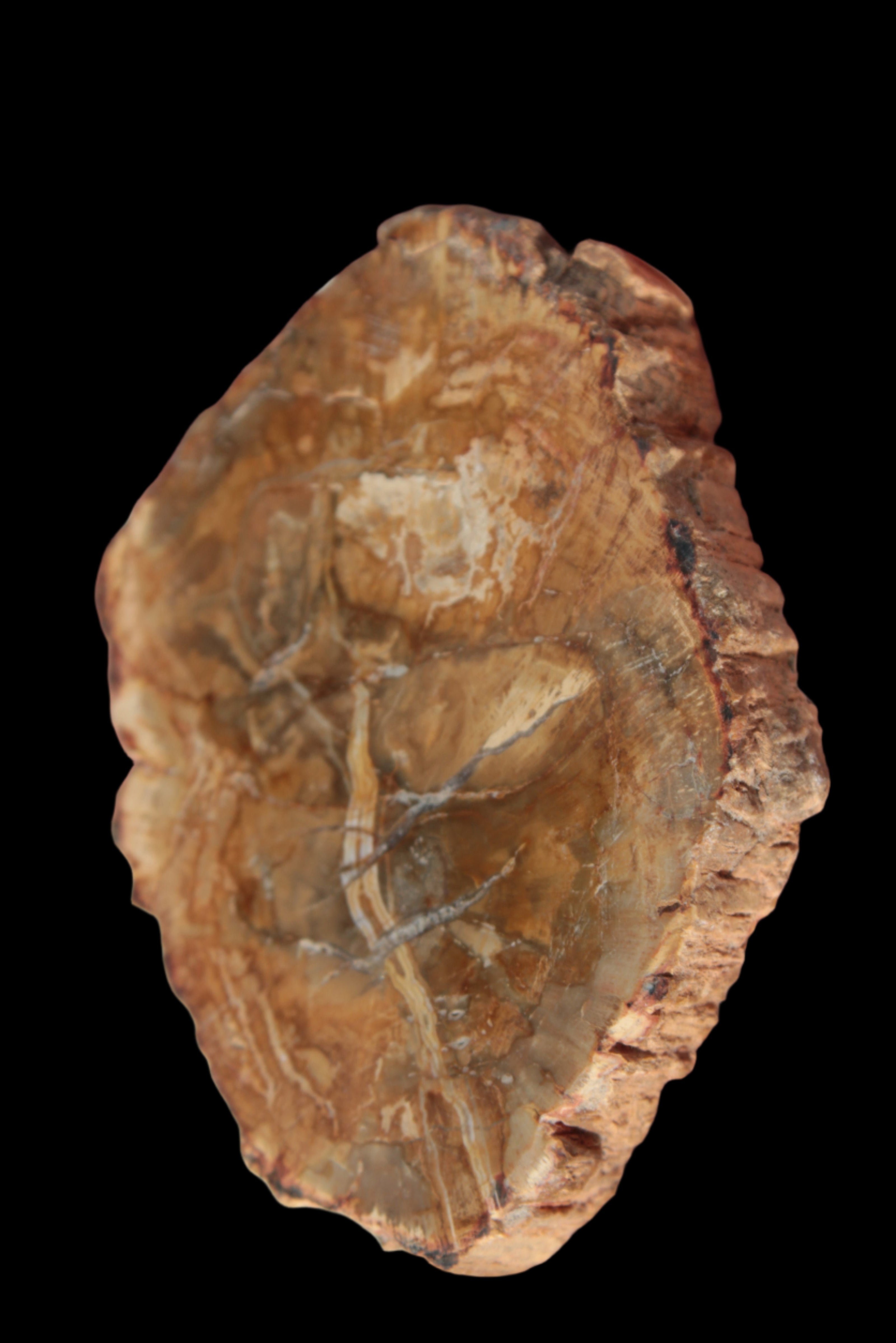 Petrified Wood Agate slice from Madagascar 41g - Rocks and Things Store