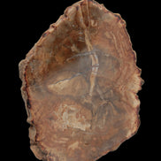 Petrified Wood Agate slice from Madagascar 41g - Rocks and Things Store