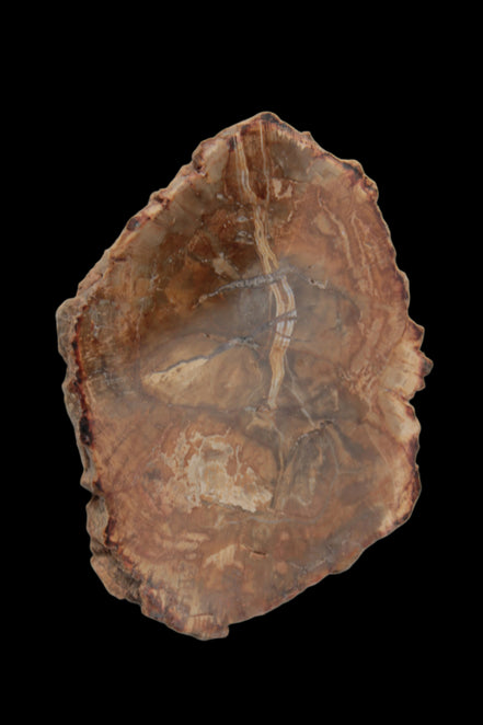 Petrified Wood Agate slice from Madagascar 41g - Rocks and Things Store