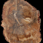 Petrified Wood Agate slice from Madagascar 41g - Rocks and Things Store