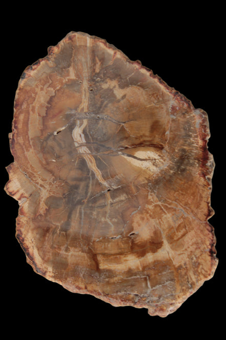 Petrified Wood Agate slice from Madagascar 41g - Rocks and Things Store