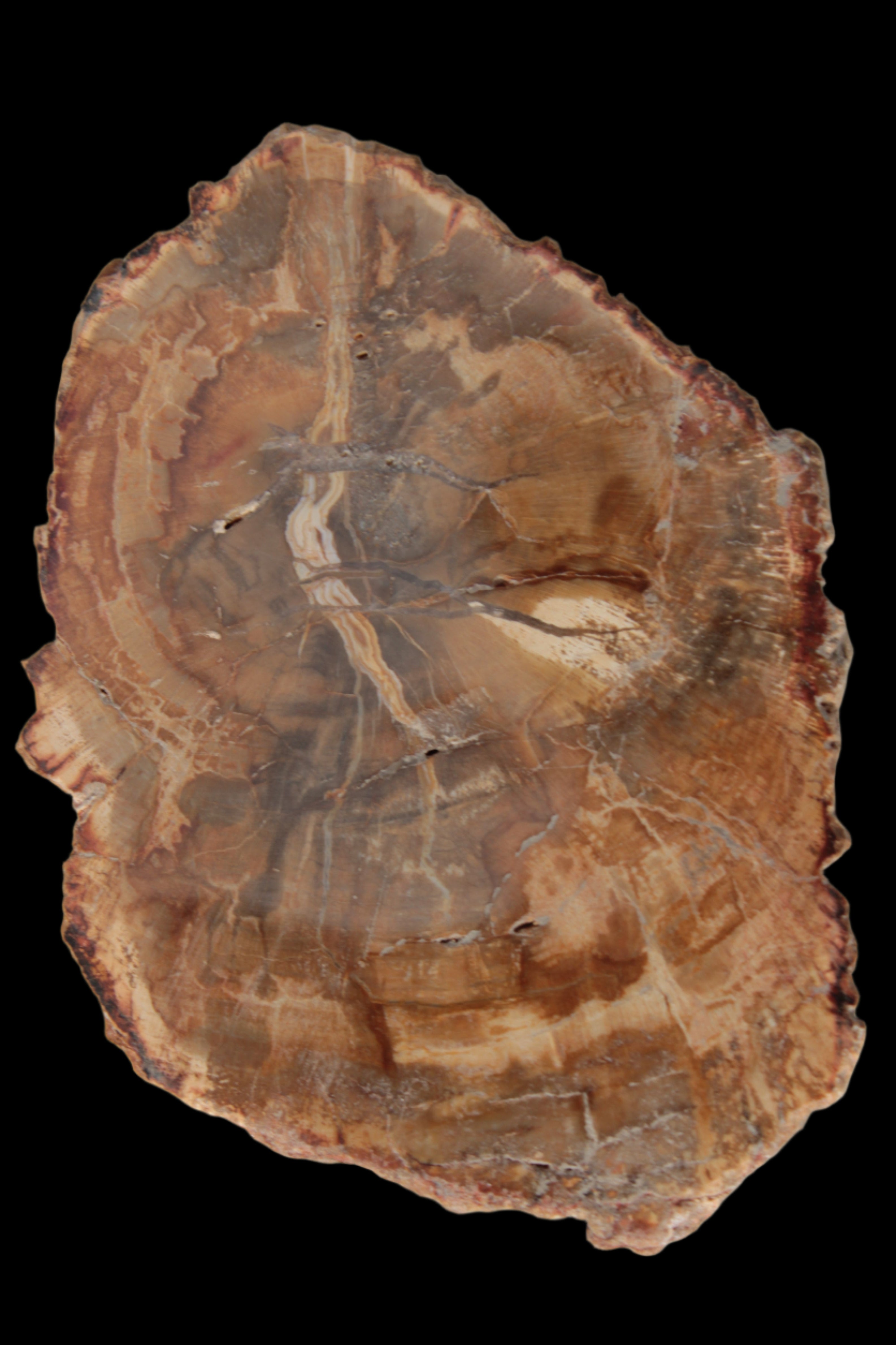 Petrified Wood Agate slice from Madagascar 41g - Rocks and Things Store