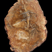 Petrified Wood Agate slice from Madagascar 41g - Rocks and Things Store