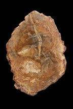 Petrified Wood Agate slice from Madagascar 41g - Rocks and Things Store