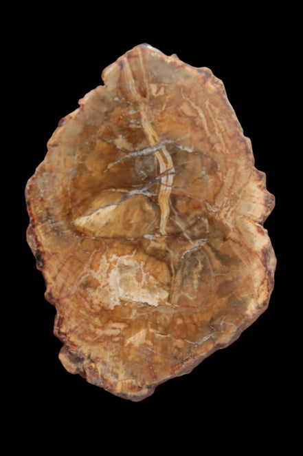 Petrified Wood Agate slice from Madagascar 41g - Rocks and Things Store