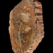 Petrified Wood Agate slice from Madagascar 41g - Rocks and Things Store