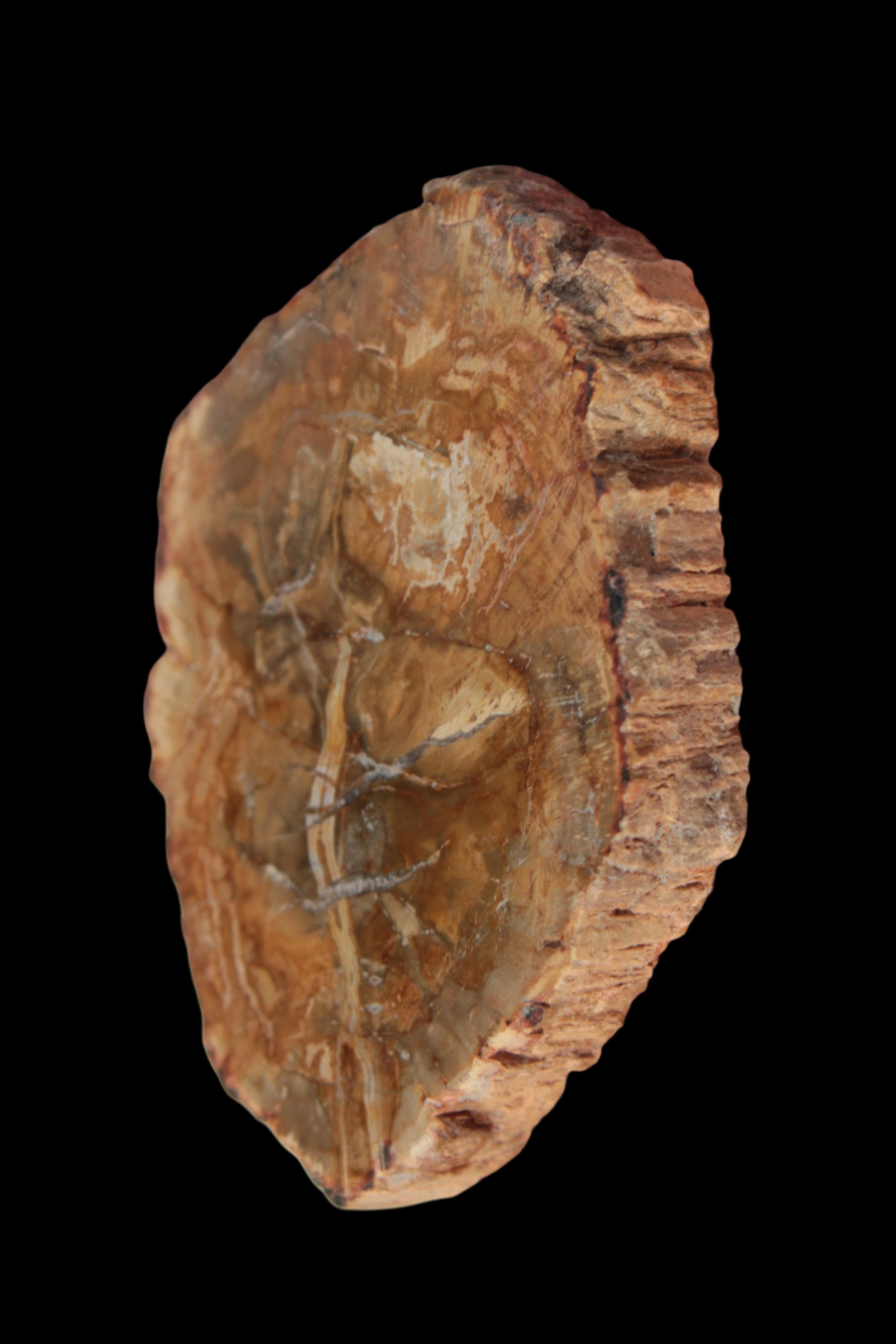 Petrified Wood Agate slice from Madagascar 41g - Rocks and Things Store