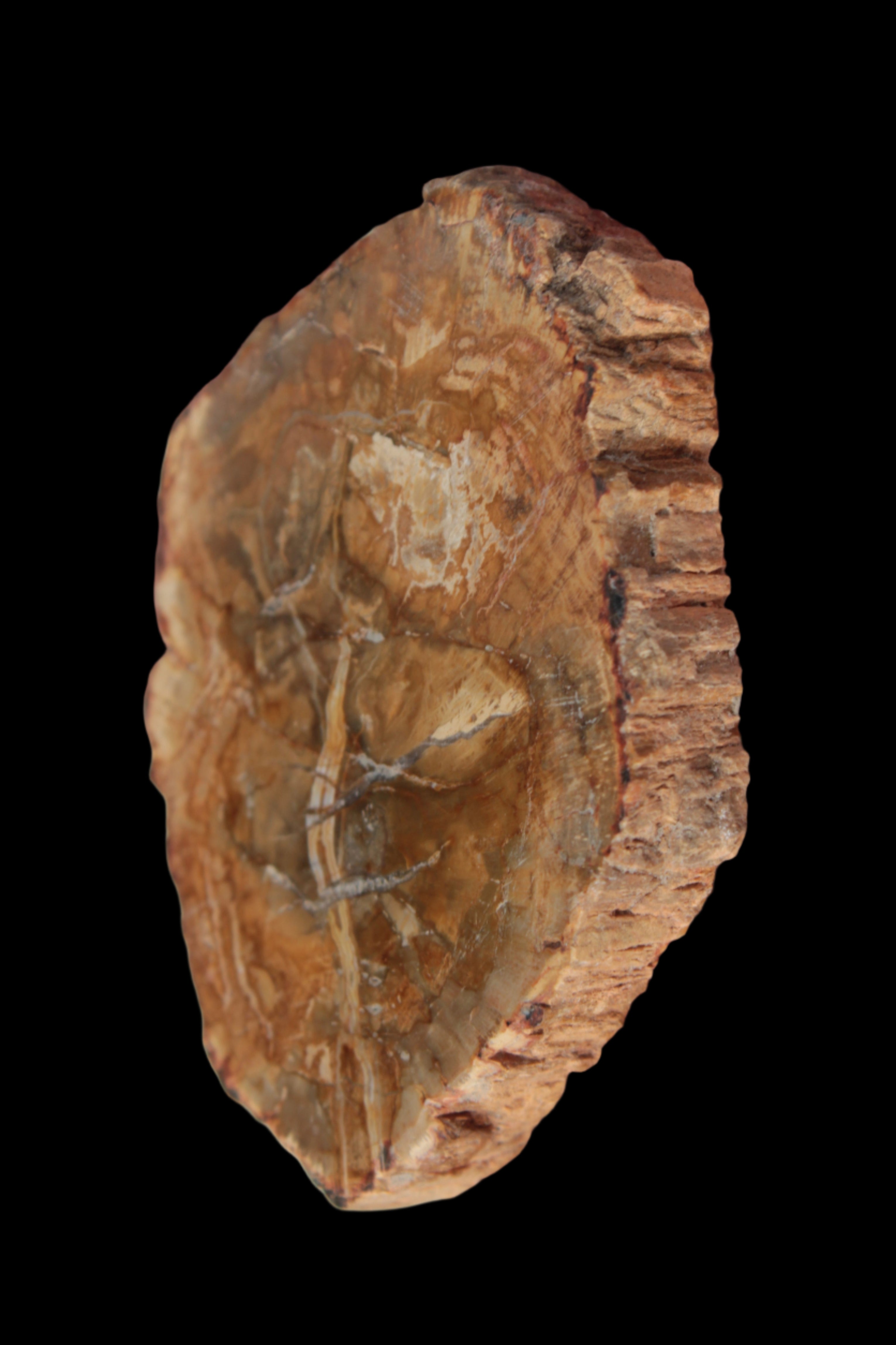 Petrified Wood Agate slice from Madagascar 41g - Rocks and Things Store