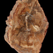 Petrified Wood Agate slice from Madagascar 41g - Rocks and Things Store