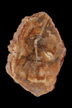 Petrified Wood Agate slice from Madagascar 41g - Rocks and Things Store