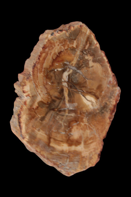 Petrified Wood Agate slice from Madagascar 41g - Rocks and Things Store