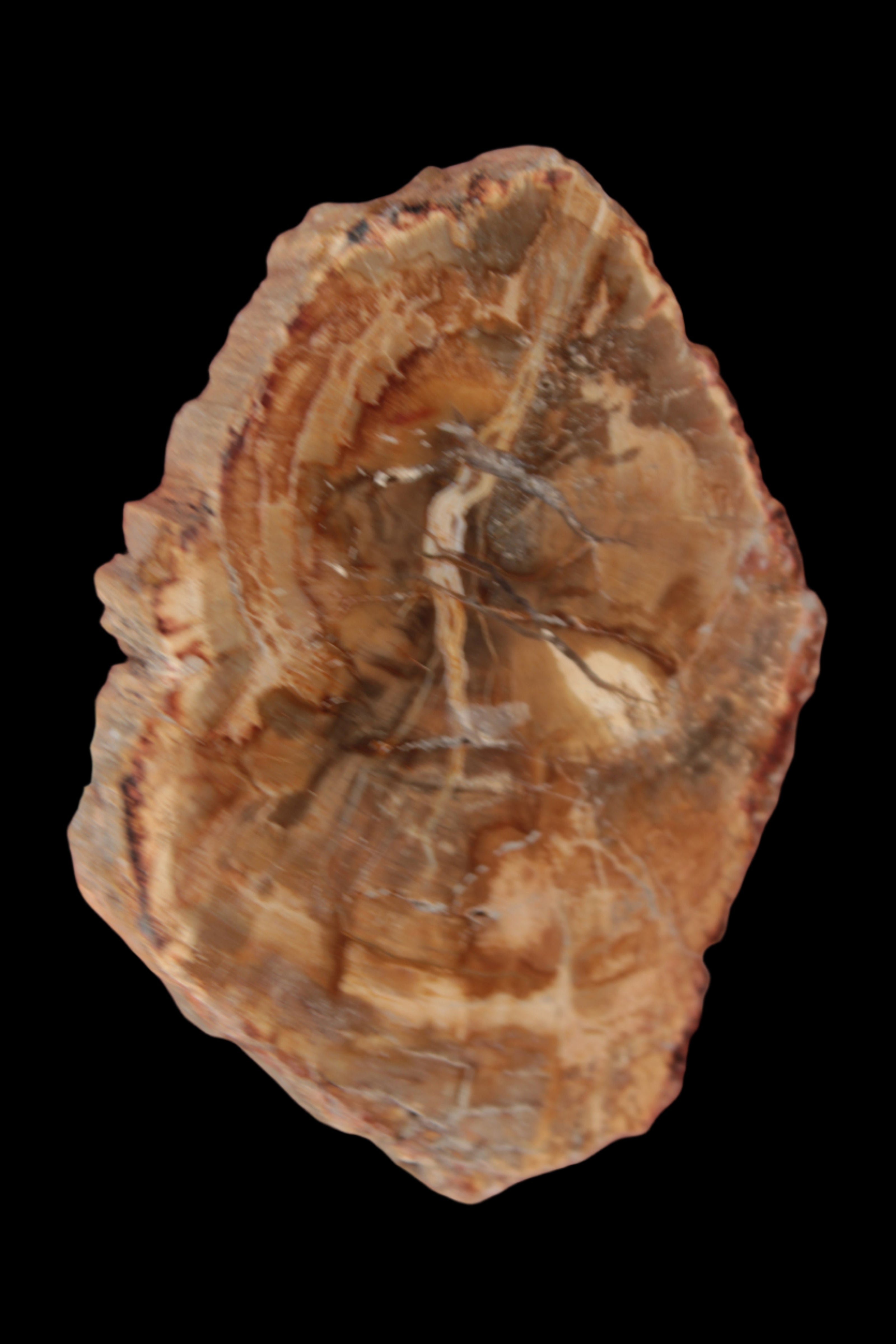 Petrified Wood Agate slice from Madagascar 41g - Rocks and Things Store
