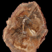 Petrified Wood Agate slice from Madagascar 41g - Rocks and Things Store