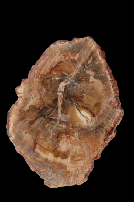 Petrified Wood Agate slice from Madagascar 41g - Rocks and Things Store