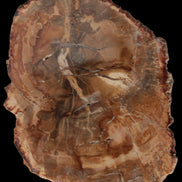 Petrified Wood Agate slice from Madagascar 41g - Rocks and Things Store