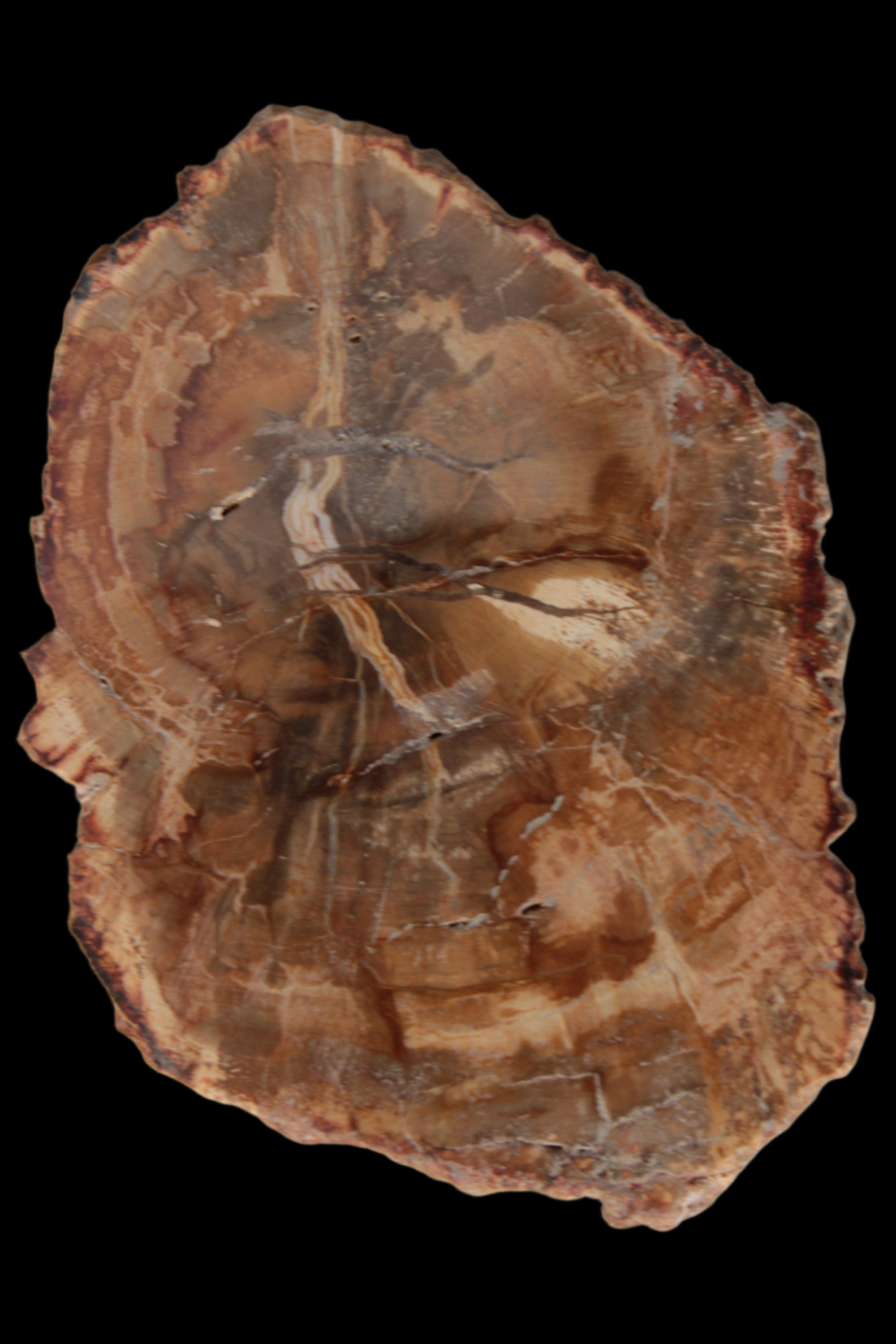 Petrified Wood Agate slice from Madagascar 41g - Rocks and Things Store