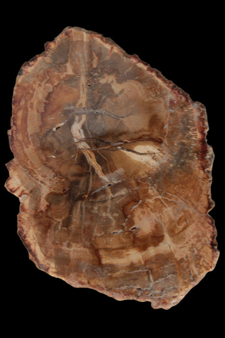 Petrified Wood Agate slice from Madagascar 41g - Rocks and Things Store