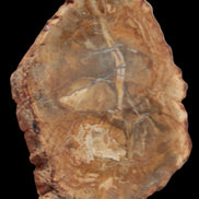 Petrified Wood Agate slice from Madagascar 41g - Rocks and Things Store